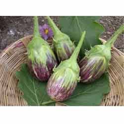 Organic Fresh Brinjal, Packaging Type : Plastic Pouch, PP Bag