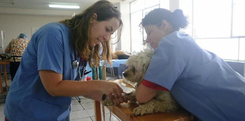 Veterinary Training Services