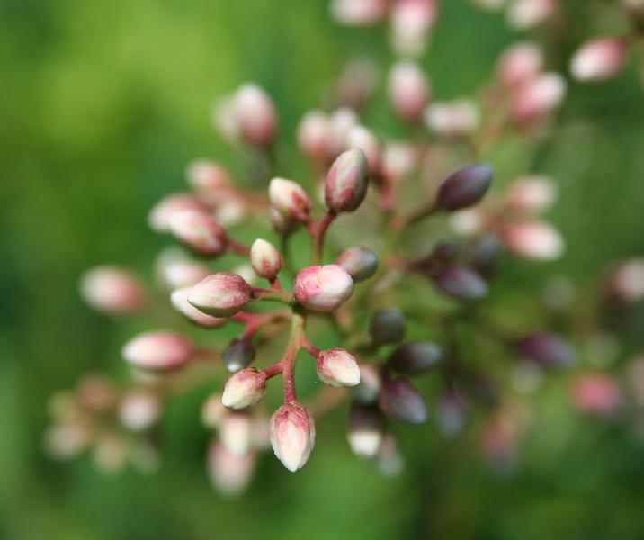 Medicinal Plant