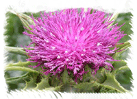 Milk Thistle Plants