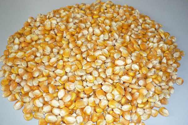 Animal Feed Corn