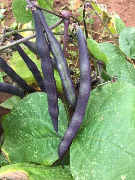 Purple Podded Pole Beans