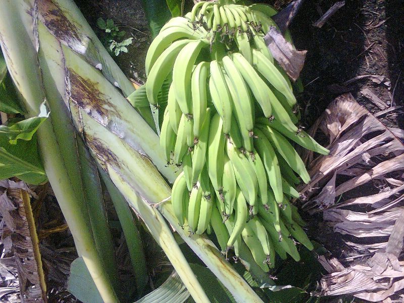 Normal Nendran Banana Plant Manufacturer in Bangalore Karnataka India ...