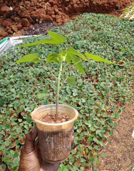 Papaya Plant