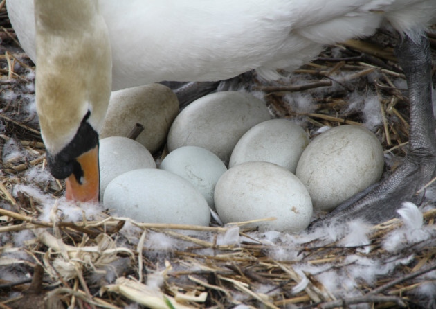 swan eggs for sale