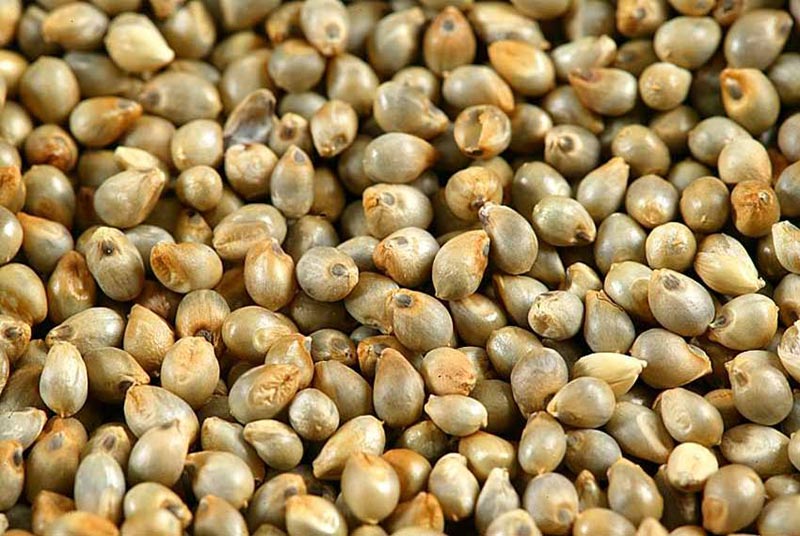 Millet Seeds