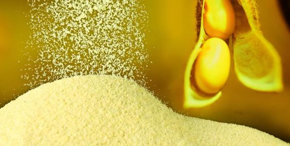 Soya Lecithin Powder