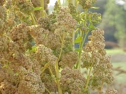 Raw Quinoa Seeds