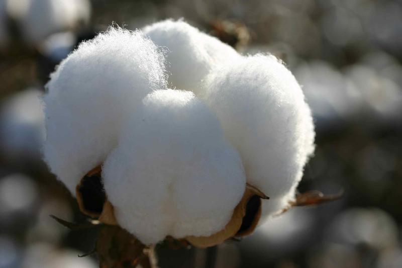 Raw cotton, for Textile Industry, Feature : Premium Quality, Reliable