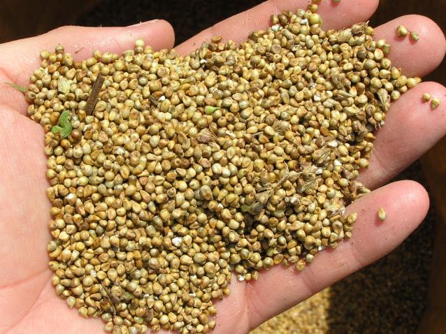 Natural Pearl Millet Seeds, for Cooking, Packaging Type : Gunny Bag, Plastic Bag