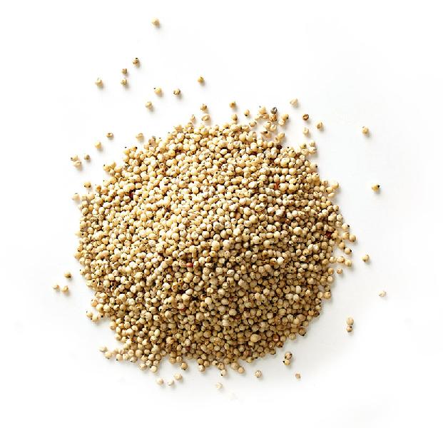 Common Sorghum Seeds, for Cooking, Packaging Type : Gunny Bag, Jute Bag, Plastic Bag, Plastic Packet