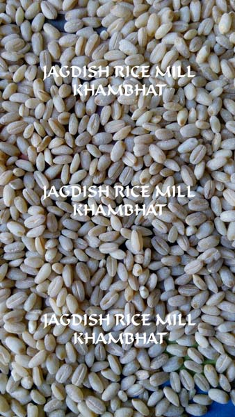 Harees Whole (hulled Wheat)