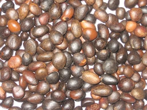 PALM KERNEL  For Sale