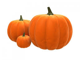 Fresh pumpkin, Packaging Type : Net Bag