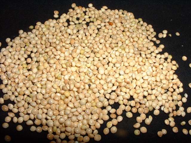 Common Organic Millet Seeds, for Cattle Feed, Cooking, Variety : Dried