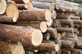 Teak Wood Log, for Furnitures