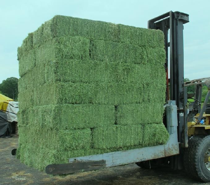 ALFALFA HAY , ALFALFA PELLETS, ALFALFA CUBES CHEAP HAY FROM Buy ALFALFA HAY