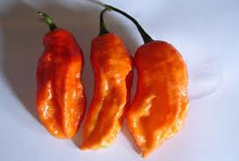 Wold Hottest Chili