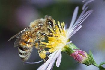 Forest Honey