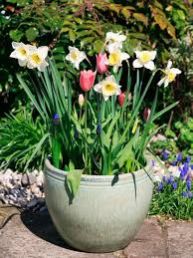 Flowering Bulb Plants