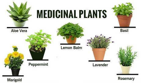 Medicinal Plants