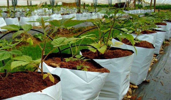 Coconut Peat Grow Bags | Bio Substrates Ceylon Coco Peat