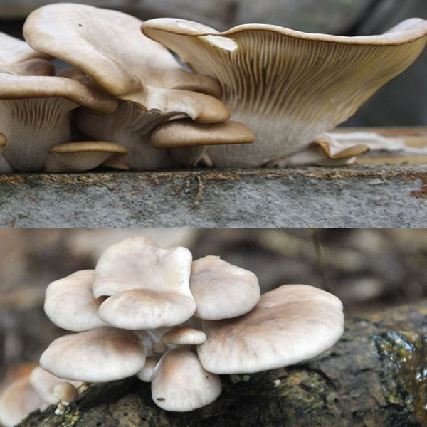 Fresh oyster mushroom