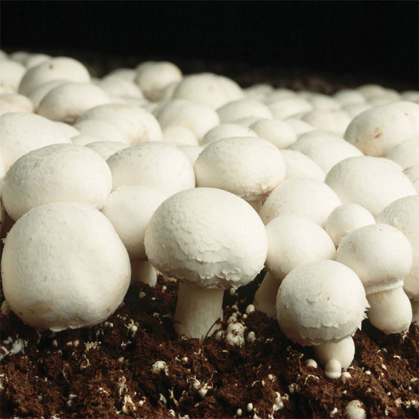 Fresh White Mushroom