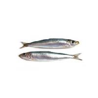 sardine fish