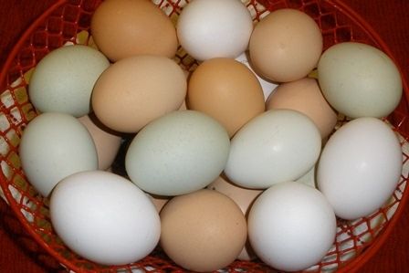 chicken eggs