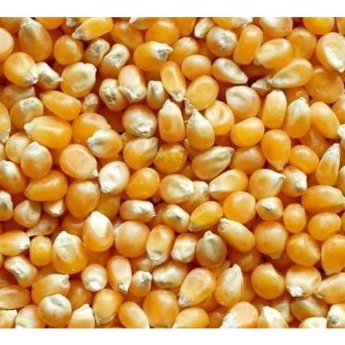 yellow maize seeds