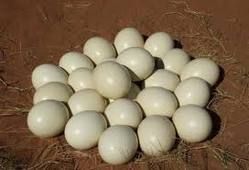 Parrot Eggs