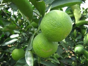 Sweet Lime Plant, Packaging Type : High-grade material