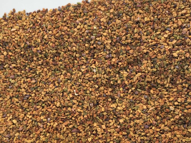Cattle Feed Fenugreek Seeds, Packaging Type : 15, 20, 25, 50 kg PP Bag