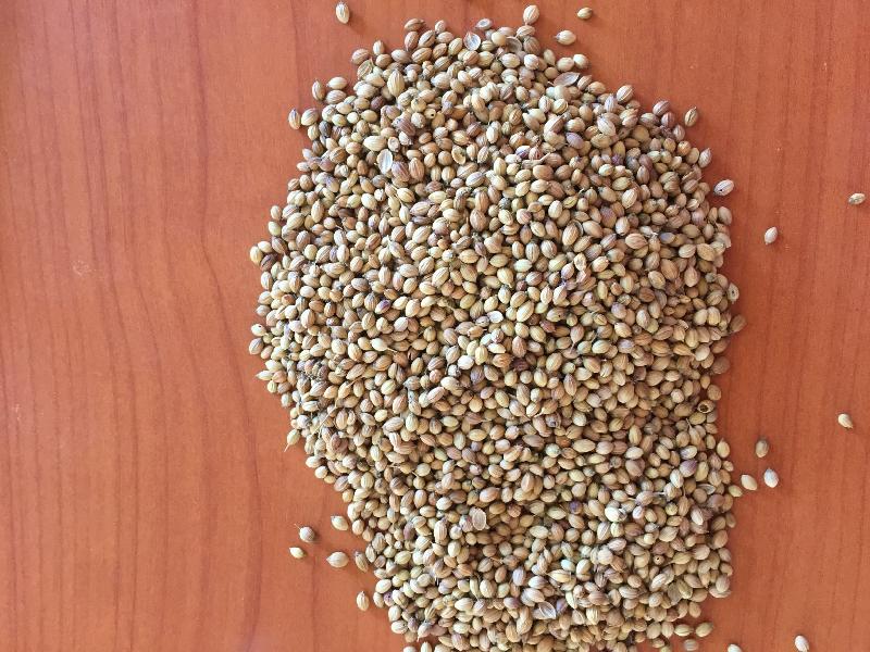 Natural Coriander Seeds, for Cooking