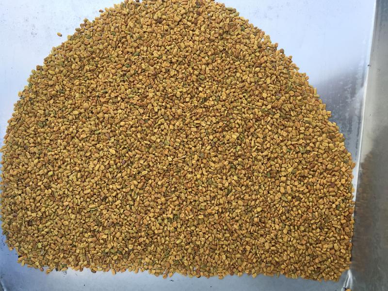 Average Quality Fenugreek Seeds, Packaging Type : 15, 20, 25, 50 kg PP Bag