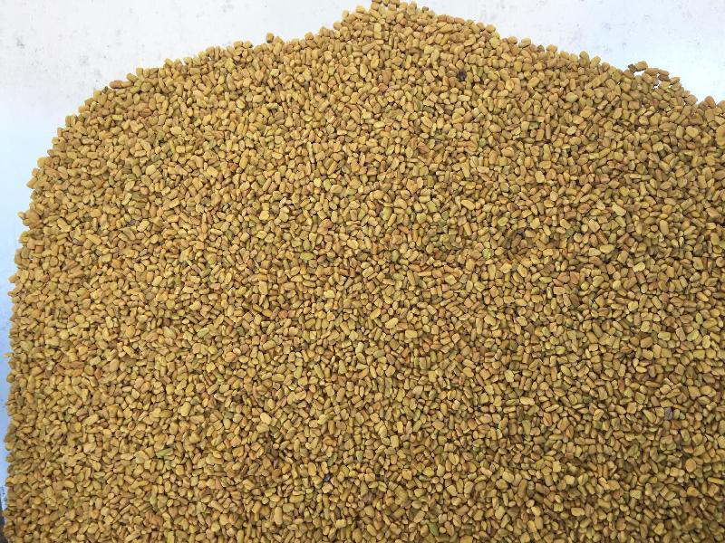 Fenugreek seeds, Packaging Type : 15, 20, 25, 50 kg PP Bag