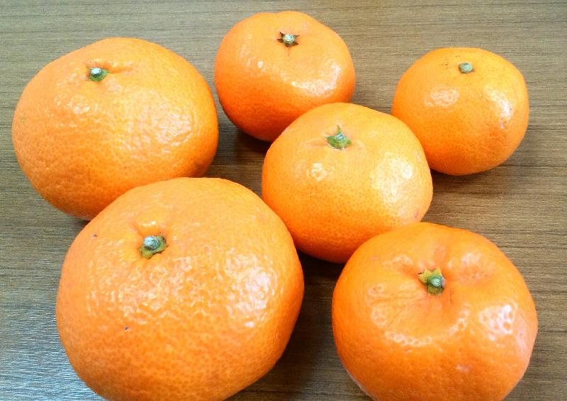 Supplier of Citrus Fruit from Shizuoka, Japan by TF Beyond Co., Ltd.