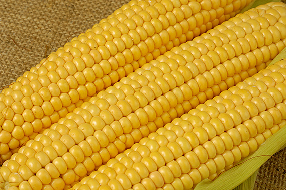 Yellow maize