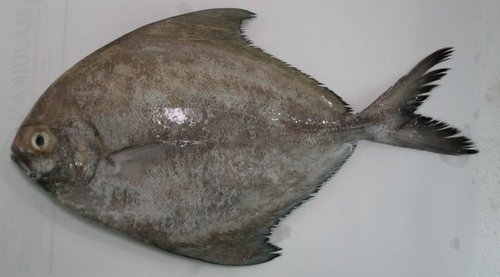 Black Pomfret Fish, for Human Consumption, Making Medicine, Style : Frozen