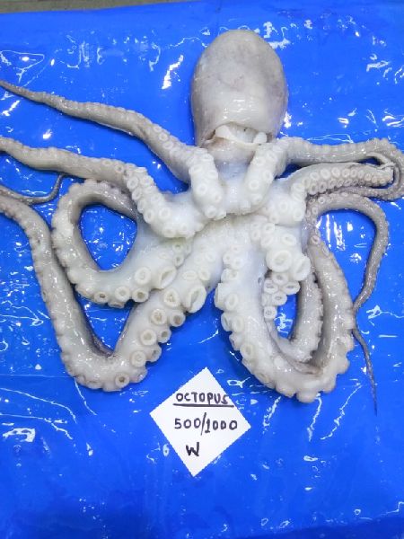 Frozen Whole Cephalopod Octopus, for Cooking., Food, Human Consumption, Feature : Long Shelf Life