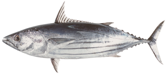 Frozen Skipjack Tuna Fish