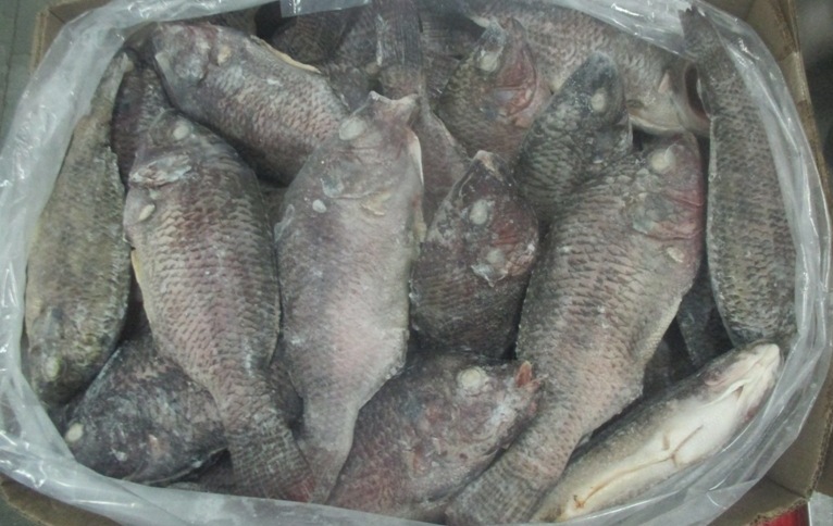 Frozen tilapia fish