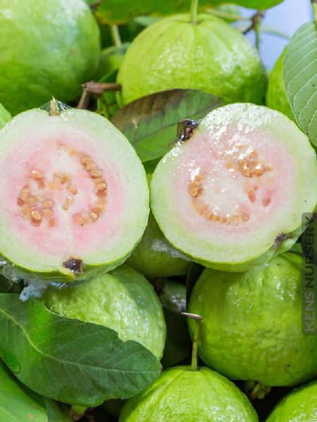 Organic Fresh White Guava