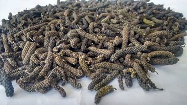Natural long pepper, Style : Dried