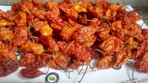 Oval Organic Oven Dried Bhut Jolokia, Packaging Type : Plastic Bags