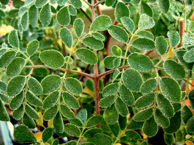 Fresh Moringa Leaves