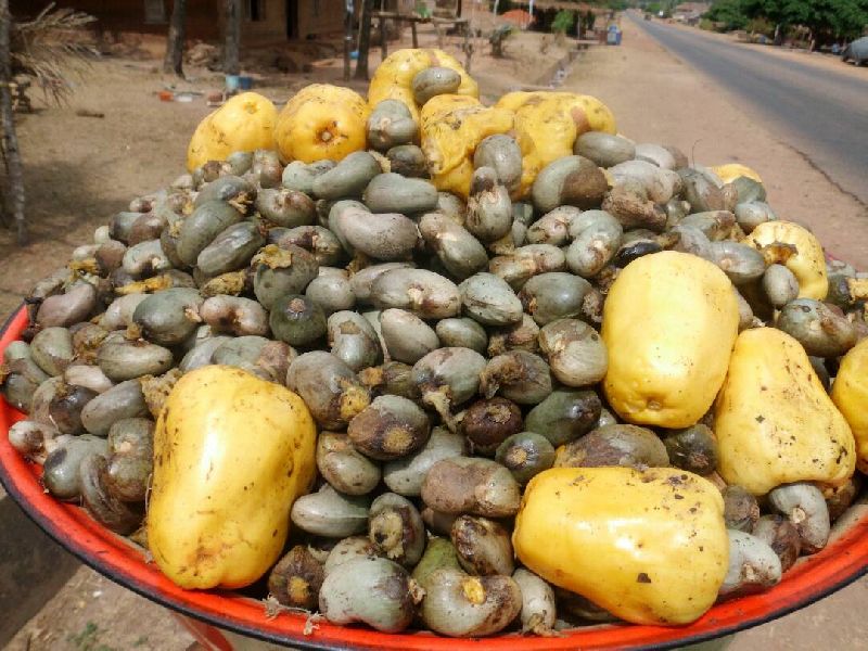 Nigeria raw cashew nuts, Grade : 1st