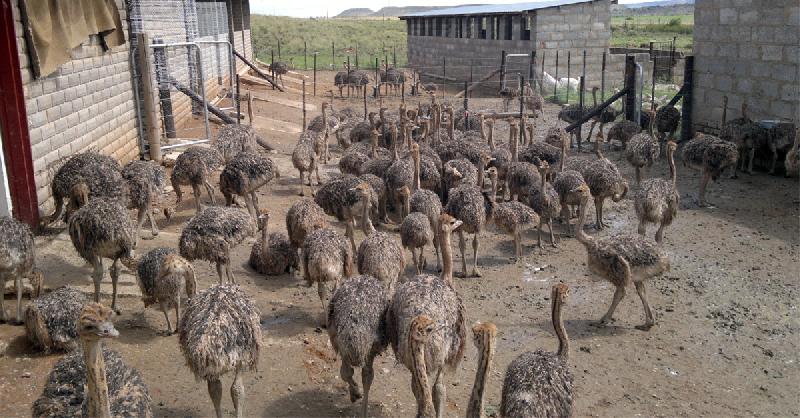 Ostrich and ostrich eggs for sale Buy ostrich eggs for best price at USD  250 / Piece ( Approx )