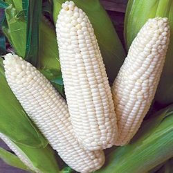 White maize